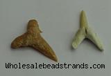 CGP541 15*25mm - 22*30mm shark teeth pendants wholesale